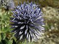 Compositae - Echinops ritro